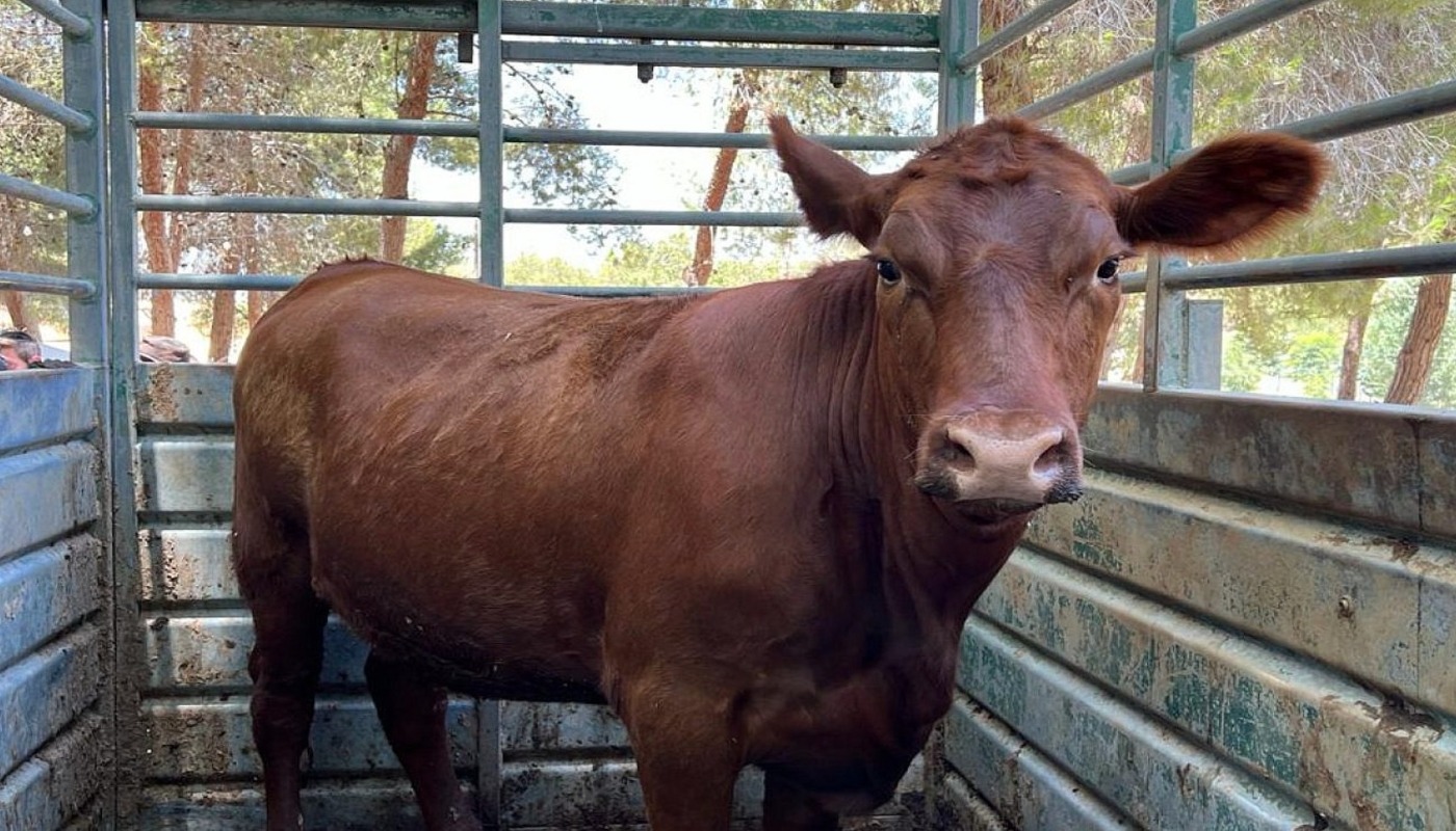 Le rituel de la vache rousse qui fait blêmir Amalec - Elishean 777